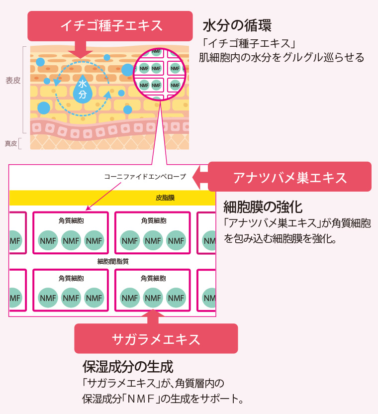 公式＞マチュア エスエスアドバンスローション｜ベリタス公式